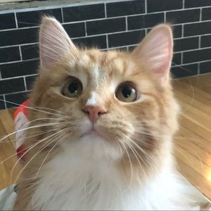 Meet your Posher, Kelsey